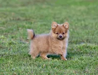 Shaggy , a male Pomeranian for sale in Grand Rapids, MI – 4 of 5