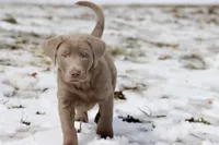 Root Beer AKC, a male Labrador Retriever for sale in Grand Rapids, MI – Photo 5 of 6