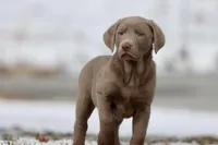 Root Beer AKC, a male Labrador Retriever for sale in Grand Rapids, MI – Photo 4 of 6