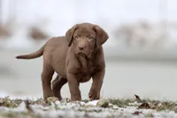 Dr. Pepper AKC , a male Labrador Retriever for sale in Grand Rapids, MI – Photo 1 of 5