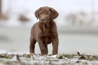 Dr. Pepper AKC , a male Labrador Retriever for sale in Grand Rapids, MI – Photo 3 of 5