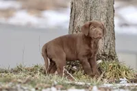 Dr. Pepper AKC , a male Labrador Retriever for sale in Grand Rapids, MI – Photo 2 of 5