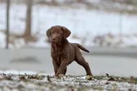 Dr. Pepper AKC , a male Labrador Retriever for sale in Grand Rapids, MI – Photo 5 of 5