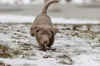Root Beer AKC, a male Labrador Retriever for sale in Grand Rapids, MI – Photo 3 of 6