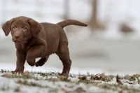 Dr. Pepper AKC , a male Labrador Retriever for sale in Grand Rapids, MI – Photo 4 of 5