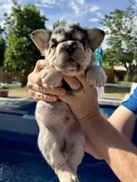 Ryder, a male French Bulldog for sale in Highlands Ranch, CO – 7 of 9