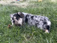 Ryder, a male French Bulldog for sale in Highlands Ranch, CO – 9 of 9