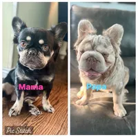 Cookie, a female French Bulldog for sale in Highlands Ranch, CO – 6 of 9