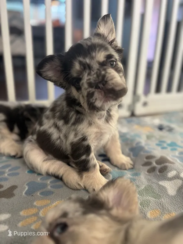 Millie – French Bulldog puppy for sale in Highlands Ranch, CO