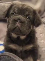 Lila, a female French Bulldog for sale in Highlands Ranch, CO – 1 of 8