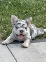 Bell, a female French Bulldog for sale in Highlands Ranch, CO – 4 of 11