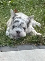 Bell, a female French Bulldog for sale in Highlands Ranch, CO – 6 of 11