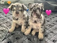 Millie, a female French Bulldog for sale in Highlands Ranch, CO – 5 of 7