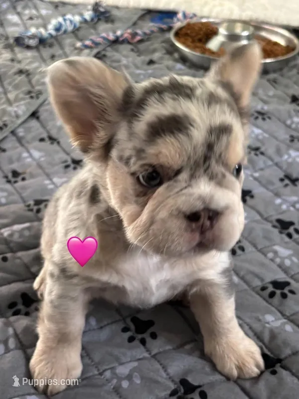 Bell, a female French Bulldog for sale in Highlands Ranch, CO – 1 of 11
