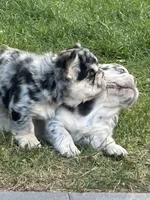 Ryder, a male French Bulldog for sale in Highlands Ranch, CO – 4 of 9