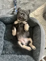 Lila, a female French Bulldog for sale in Highlands Ranch, CO – 7 of 8