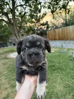 Lila, a female French Bulldog for sale in Highlands Ranch, CO – 6 of 8