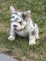 Bell, a female French Bulldog for sale in Highlands Ranch, CO – 3 of 11