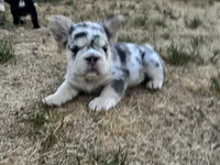 Bell, a female French Bulldog for sale in Highlands Ranch, CO – 11 of 11