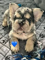 Ryder, a male French Bulldog for sale in Highlands Ranch, CO – 1 of 9