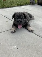Lila, a female French Bulldog for sale in Highlands Ranch, CO – 3 of 8