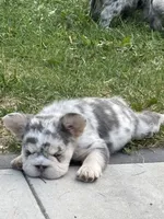 Bell, a female French Bulldog for sale in Highlands Ranch, CO – 2 of 11