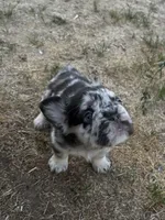 Millie, a female French Bulldog for sale in Highlands Ranch, CO – 6 of 7