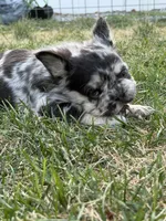 Millie, a female French Bulldog for sale in Highlands Ranch, CO – 4 of 7