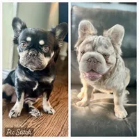Lila, a female French Bulldog for sale in Highlands Ranch, CO – 10 of 10