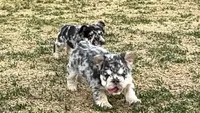 Cookie, a female French Bulldog for sale in Highlands Ranch, CO – 4 of 9