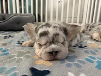 Bell, a female French Bulldog for sale in Highlands Ranch, CO – 8 of 11