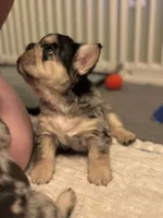 Ryder, a male French Bulldog for sale in Highlands Ranch, CO – 2 of 9