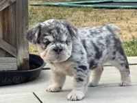 Cookie, a female French Bulldog for sale in Highlands Ranch, CO – 9 of 9