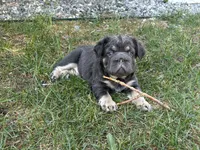 Lila, a female French Bulldog for sale in Highlands Ranch, CO – 2 of 8