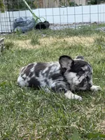 Millie, a female French Bulldog for sale in Highlands Ranch, CO – 2 of 7