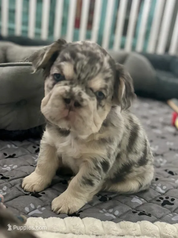 Cookie, a female French Bulldog for sale in Highlands Ranch, CO – 1 of 9