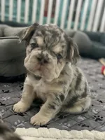 Cookie, a female French Bulldog for sale in Highlands Ranch, CO – 1 of 9