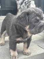 Lila, a female French Bulldog for sale in Highlands Ranch, CO – 3 of 10
