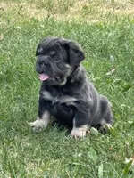 Lila, a female French Bulldog for sale in Highlands Ranch, CO – 4 of 8