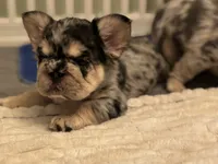 Ryder, a male French Bulldog for sale in Highlands Ranch, CO – 8 of 9