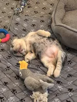 Cookie, a female French Bulldog for sale in Highlands Ranch, CO – 7 of 9