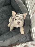Bell, a female French Bulldog for sale in Highlands Ranch, CO – 5 of 11