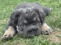 Lila, a female French Bulldog for sale in Highlands Ranch, CO – 2 of 10