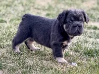 Lila, a female French Bulldog for sale in Highlands Ranch, CO – 8 of 8