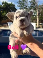 Bell, a female French Bulldog for sale in Highlands Ranch, CO – 10 of 11