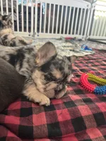 Millie, a female French Bulldog for sale in Highlands Ranch, CO – 7 of 7