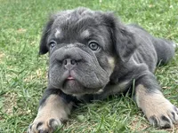 Lila, a female French Bulldog for sale in Highlands Ranch, CO – 1 of 10