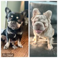 Millie, a female French Bulldog for sale in Highlands Ranch, CO – 7 of 7