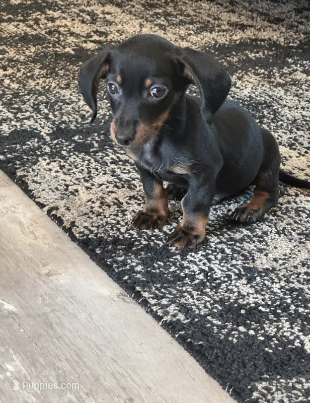 Chips – Miniature Dachshund puppy for sale in Bonham, TX