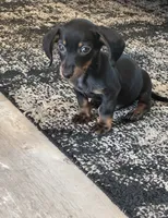 Chips, a male Miniature Dachshund for sale in Bonham, TX – 1 of 1